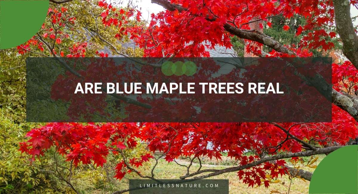 Blue maple tree