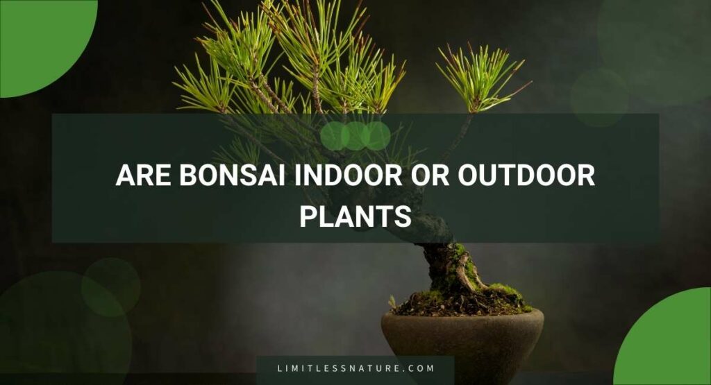 Are Bonsai Indoor Or Outdoor Plants