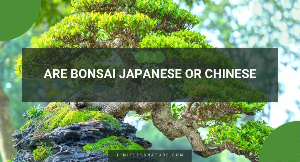 Are Bonsai Japanese Or Chinese