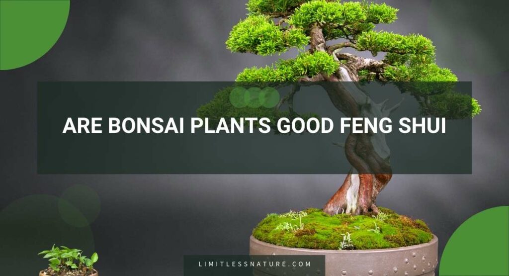 Are Bonsai Plants Good Feng Shui