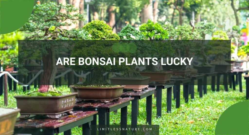 Are Bonsai Plants Lucky