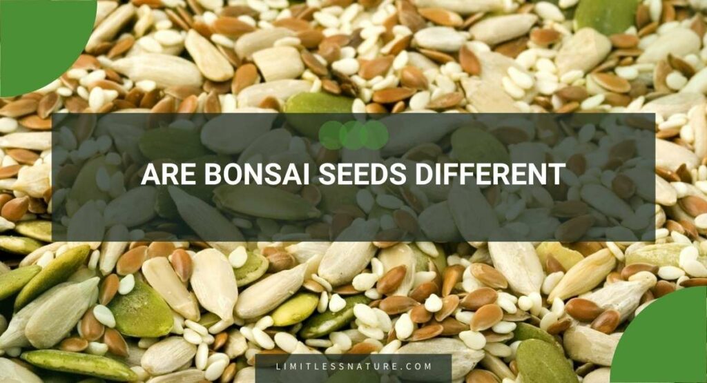 Are Bonsai Seeds Different