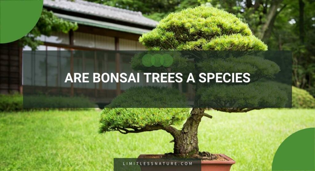 Are Bonsai Trees A Species