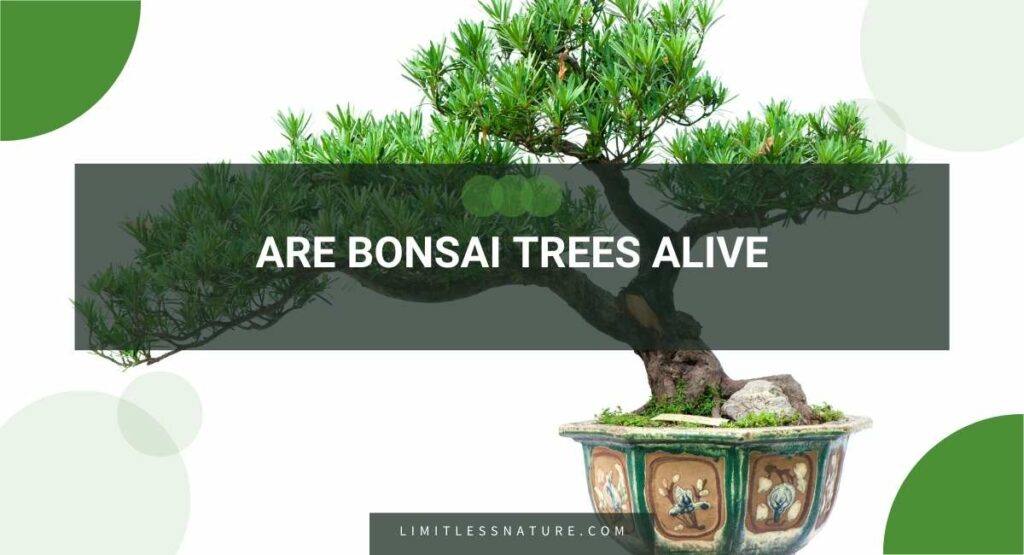 Are Bonsai Trees Alive