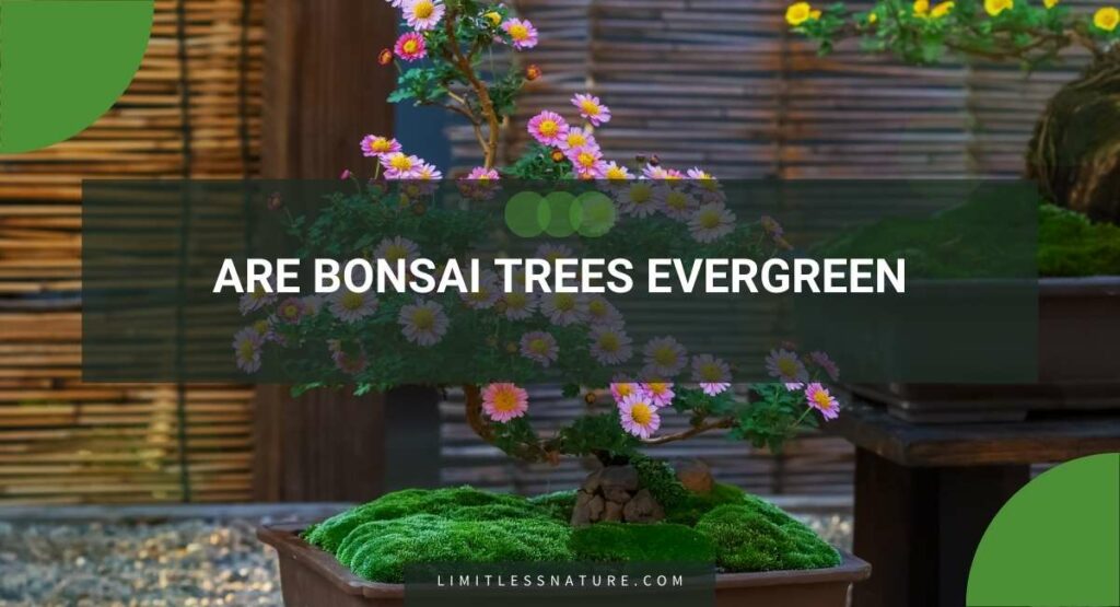 Are Bonsai Trees Evergreen