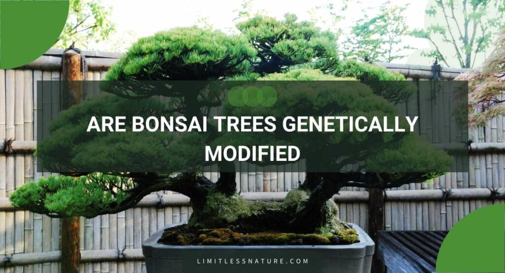 Are Bonsai Trees Genetically Modified