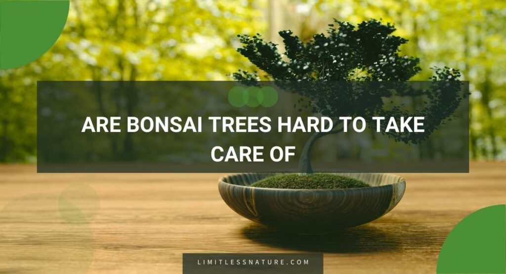 Are Bonsai Trees Hard To Take Care Of
