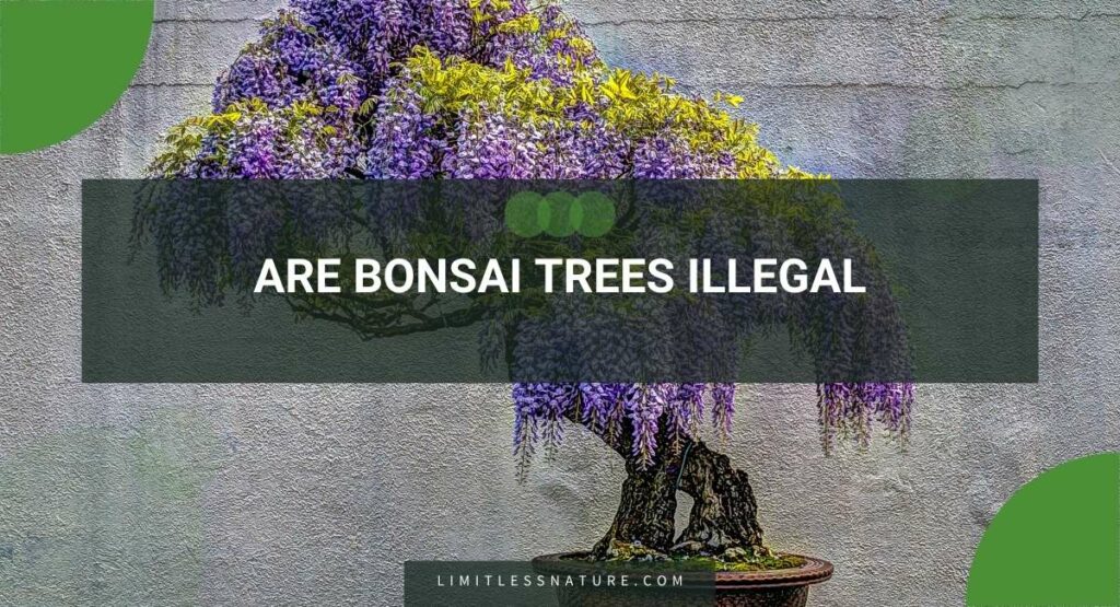 Are Bonsai Trees Illegal