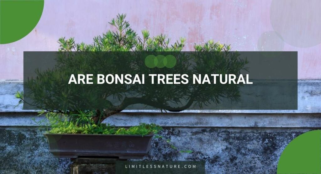 Are Bonsai Trees Natural