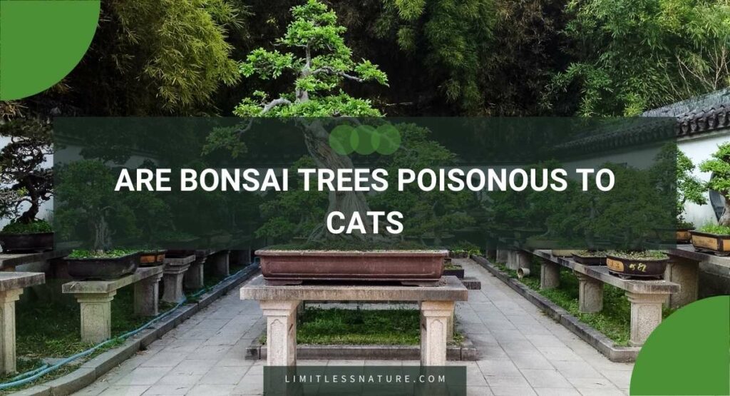 Are Bonsai Trees Poisonous To Cats