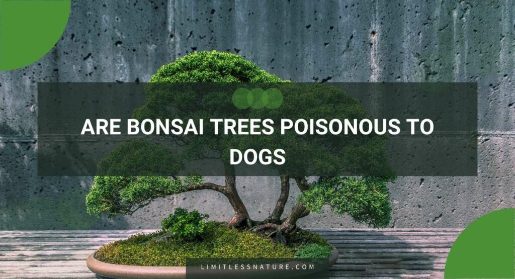 Are Bonsai Trees Poisonous To Dogs