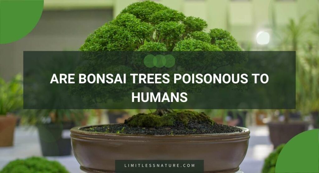Are Bonsai Trees Poisonous To Humans