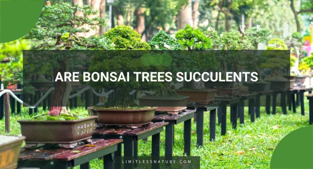 Are Bonsai Trees Succulents