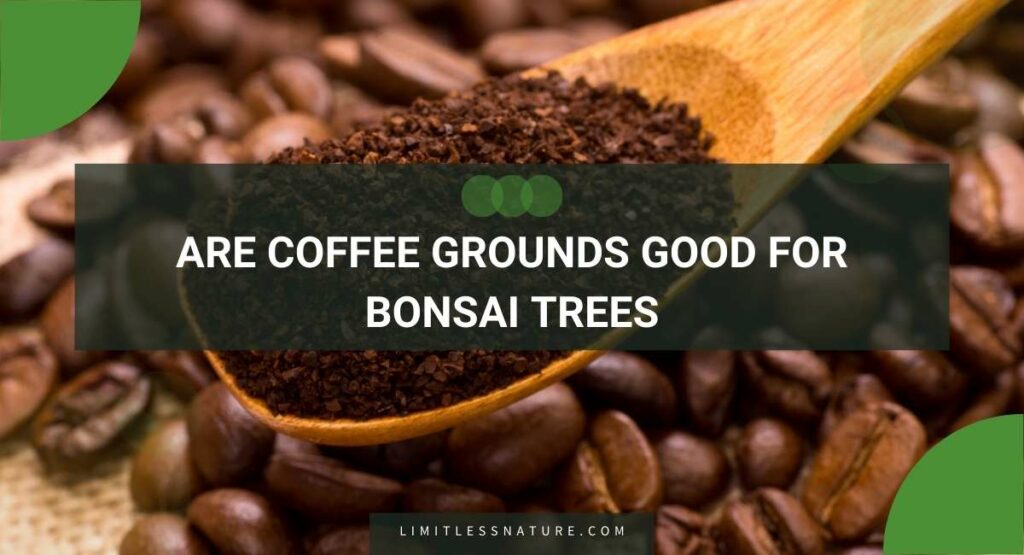 Are Coffee Grounds Good For Bonsai Trees