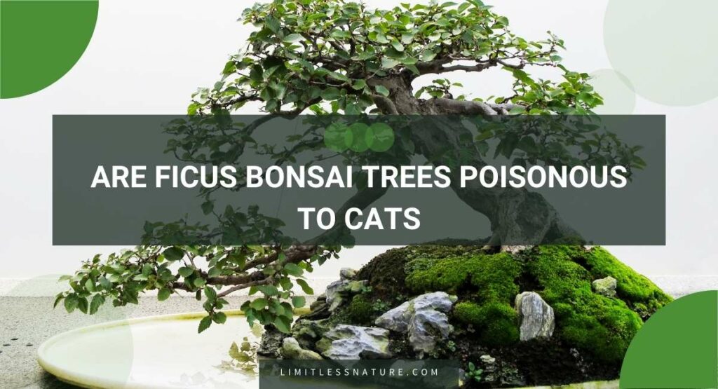 Are Ficus Bonsai Trees Poisonous To Cats
