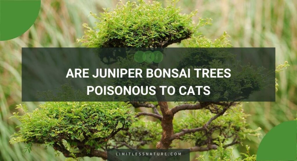 Are Juniper Bonsai Trees Poisonous To Cats