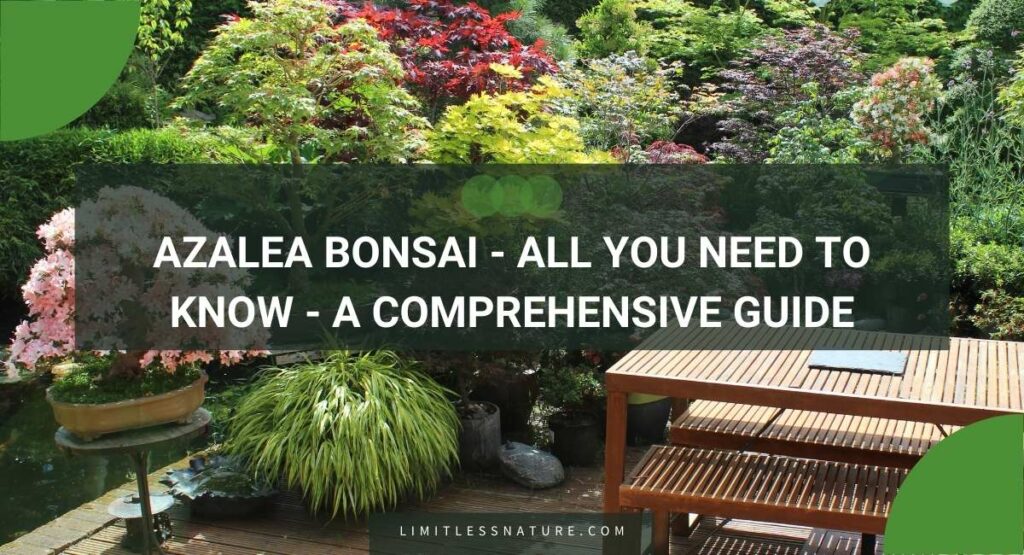 Azalea Bonsai - All You Need To Know - A Comprehensive Guide