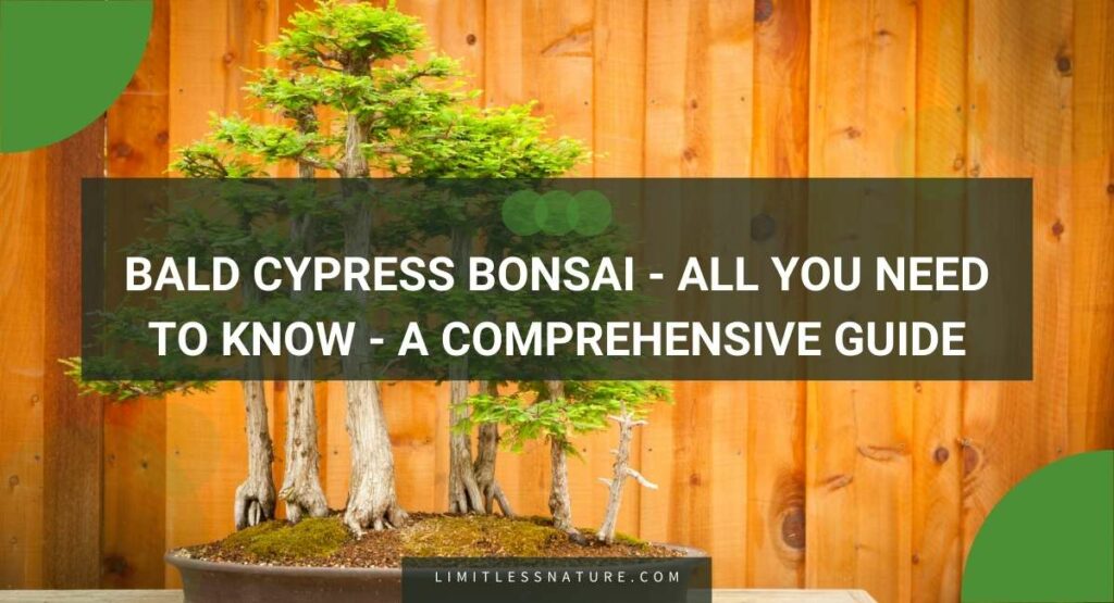 Bald Cypress Bonsai - All You Need To Know - A Comprehensive Guide