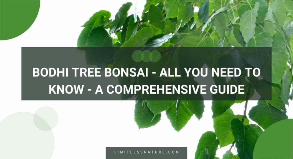 Bodhi Tree Bonsai - All You Need To Know - A Comprehensive Guide