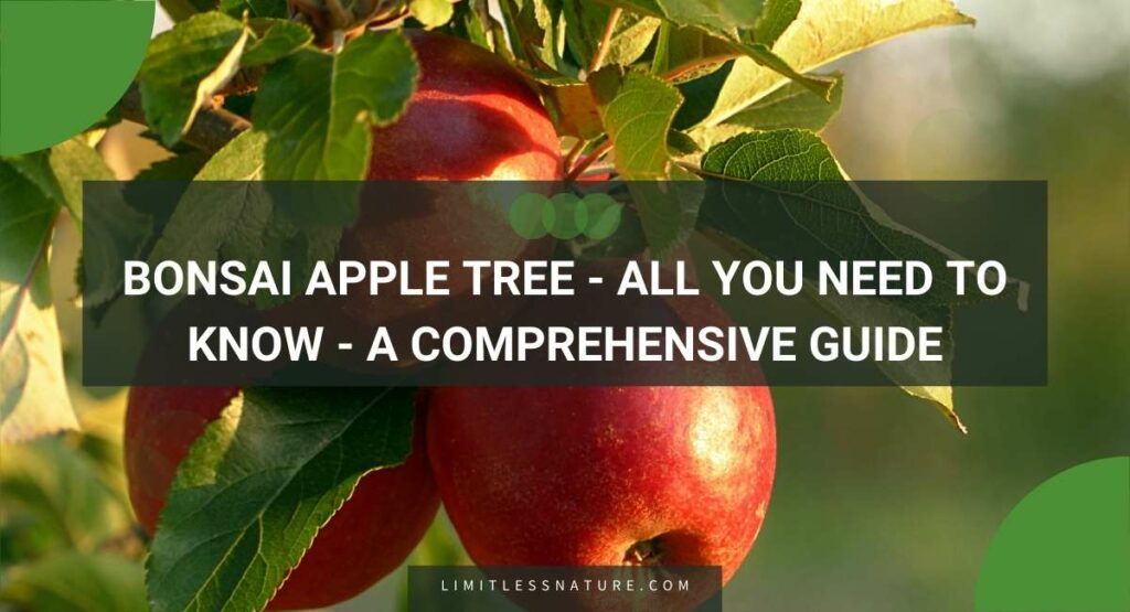 Bonsai Apple Tree - All You Need To Know - A Comprehensive Guide