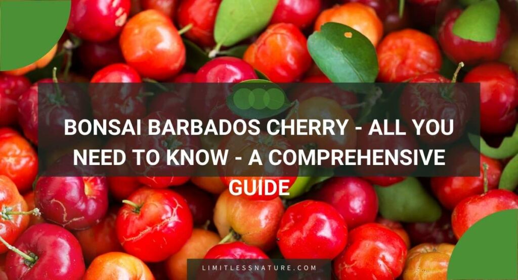 Bonsai Barbados Cherry - All You Need To Know - A Comprehensive Guide