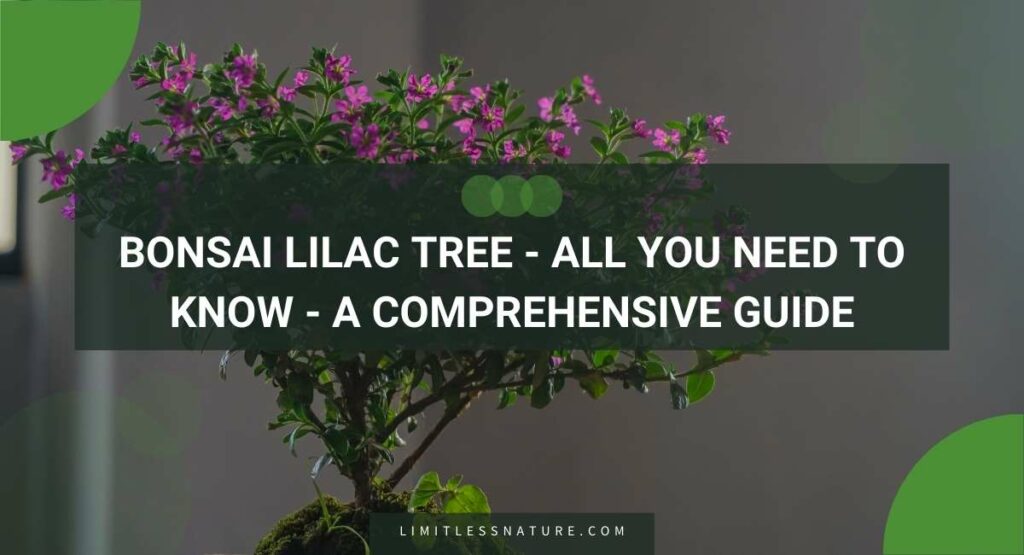 Bonsai Lilac Tree - All You Need To Know - A Comprehensive Guide