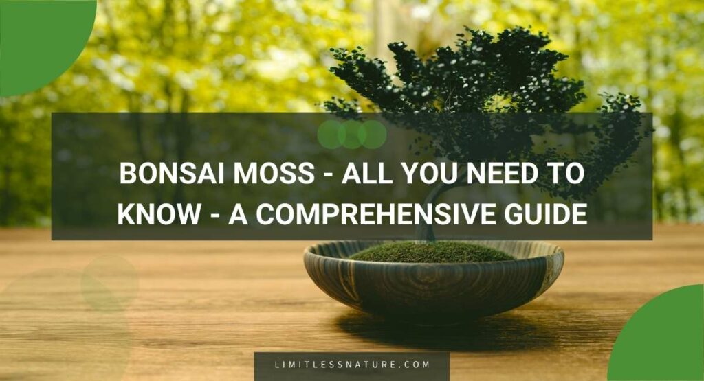 Bonsai Moss - All You Need To Know - A Comprehensive Guide