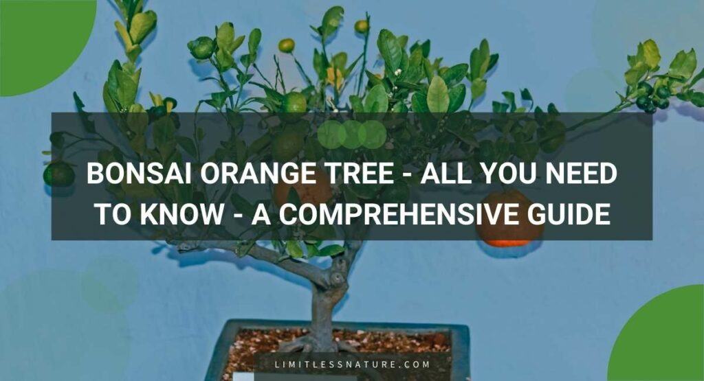 Bonsai Orange Tree - All You Need To Know - A Comprehensive Guide