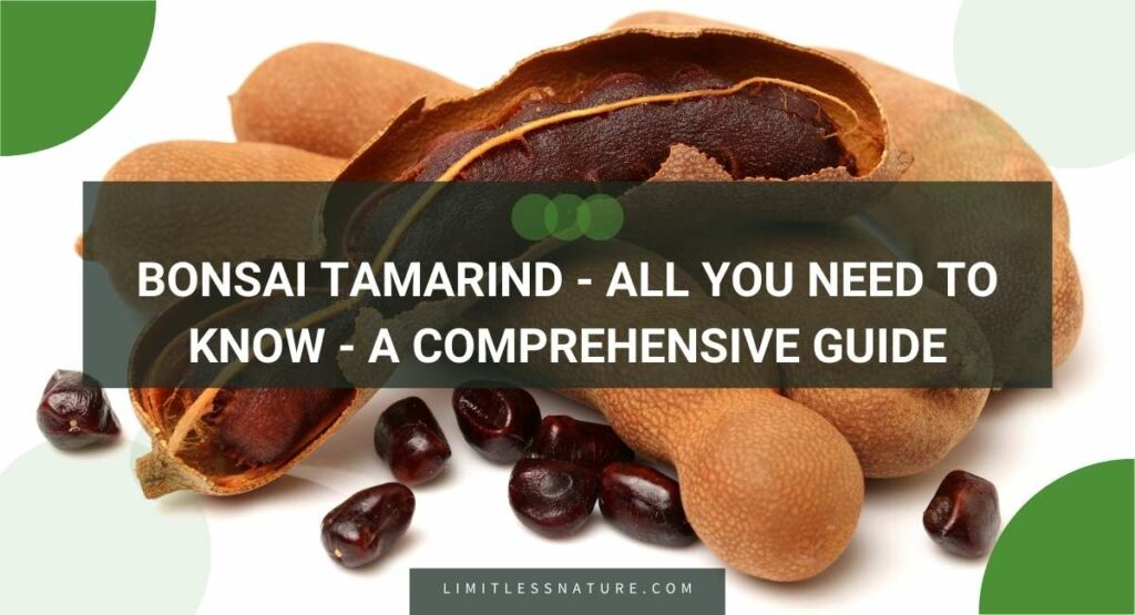 Bonsai Tamarind - All You Need To Know - A Comprehensive Guide