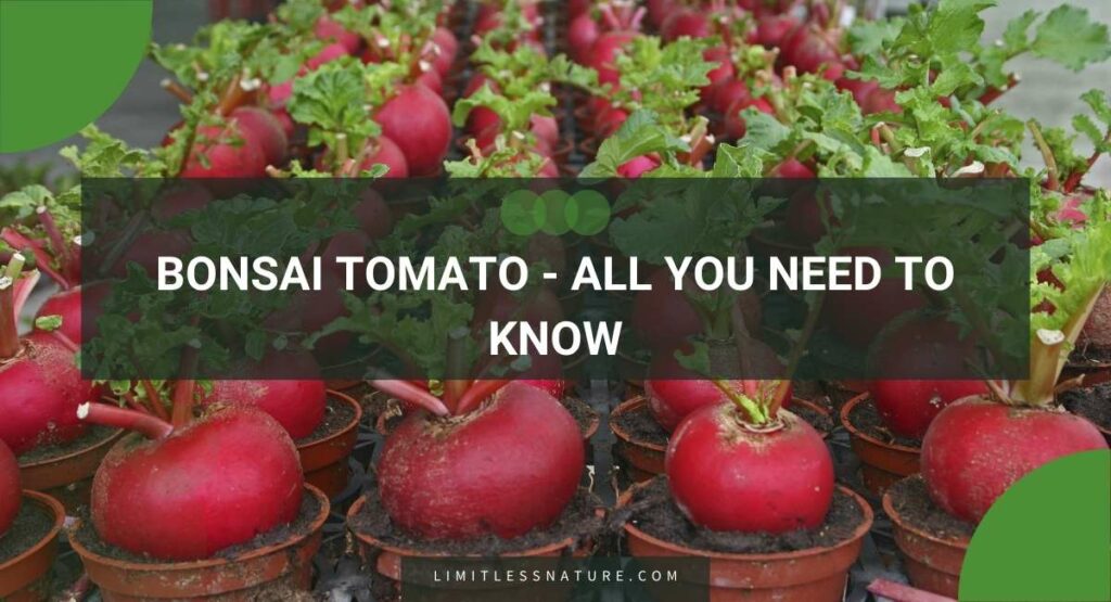 Bonsai Tomato - All You Need To Know