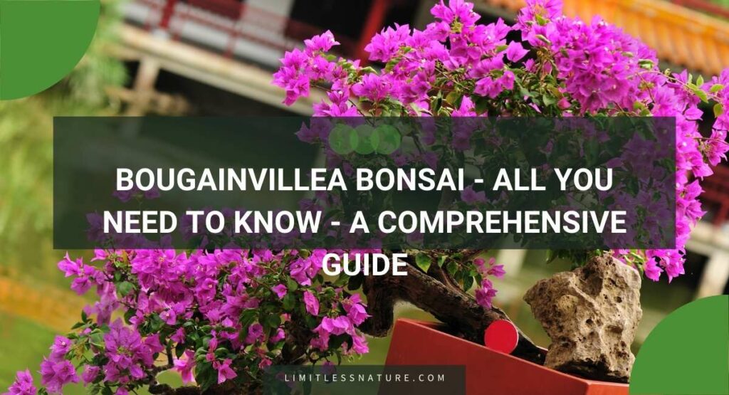 Bougainvillea Bonsai - All You Need To Know - A Comprehensive Guide