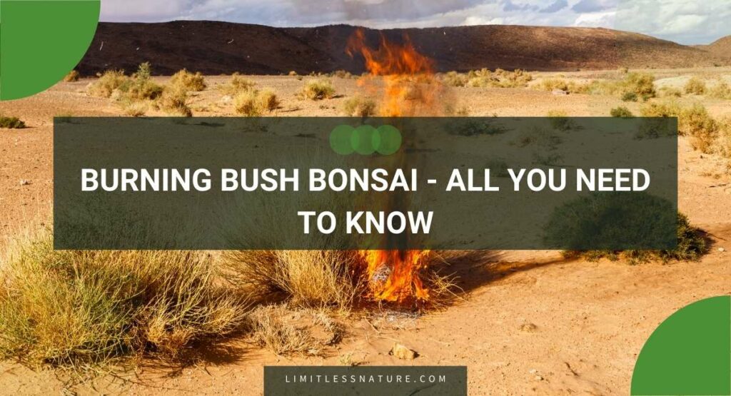Burning Bush Bonsai - All You Need To Know
