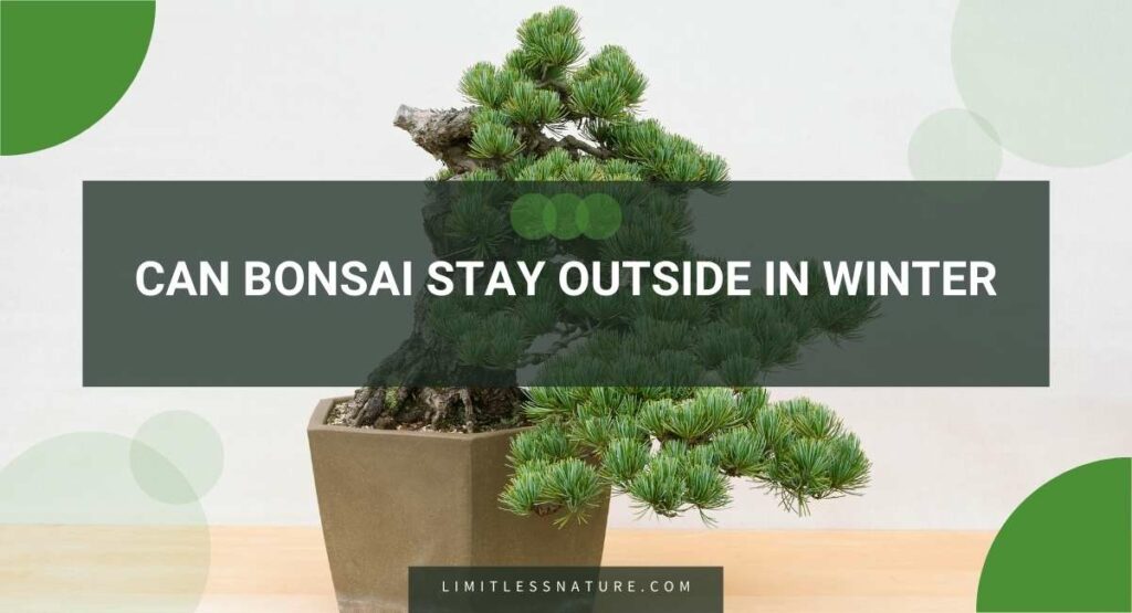 Can Bonsai Stay Outside In Winter