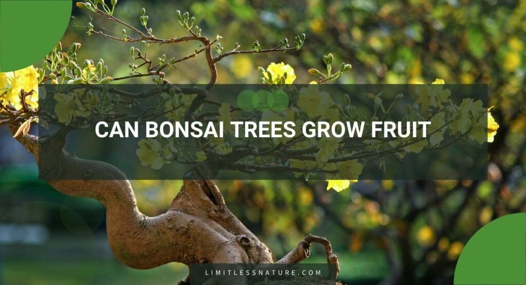 Can Bonsai Trees Grow Fruit