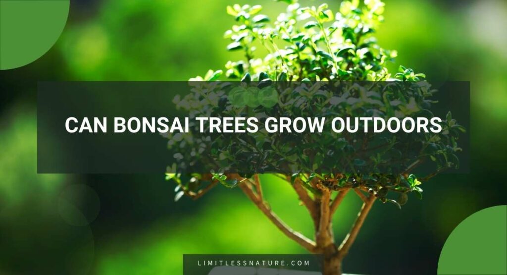 Can Bonsai Trees Grow Outdoors