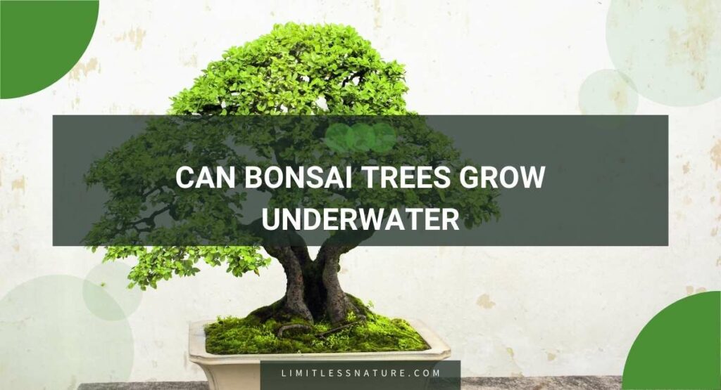 Can Bonsai Trees Grow Underwater