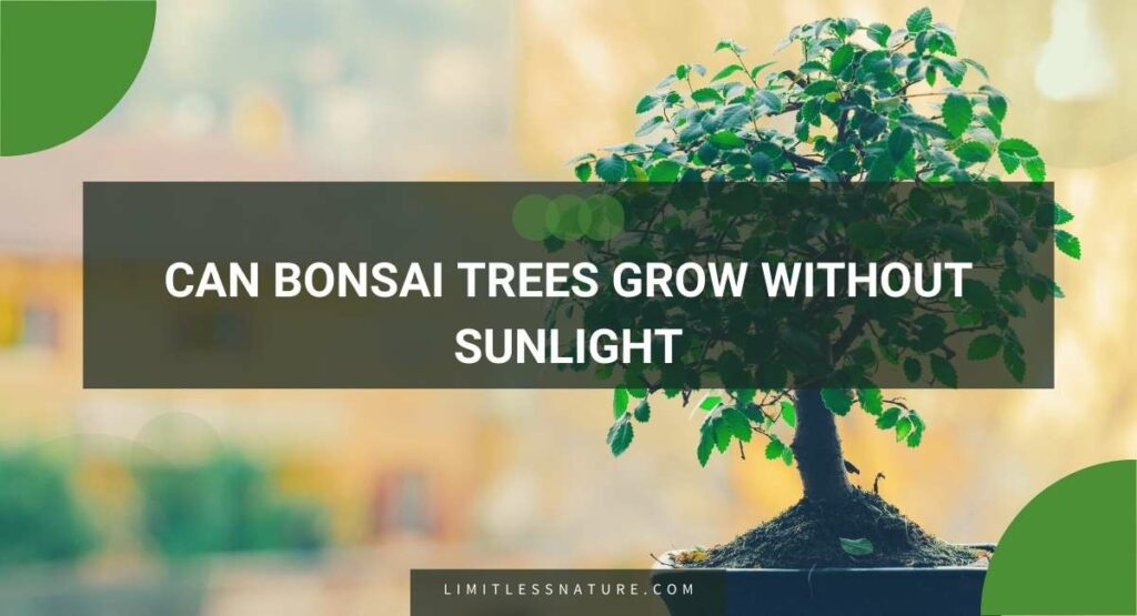 Can Bonsai Trees Grow Without Sunlight