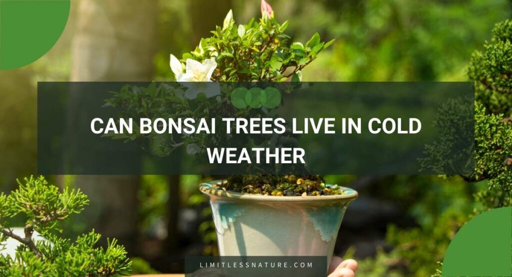 Can Bonsai Trees Live In Cold Weather