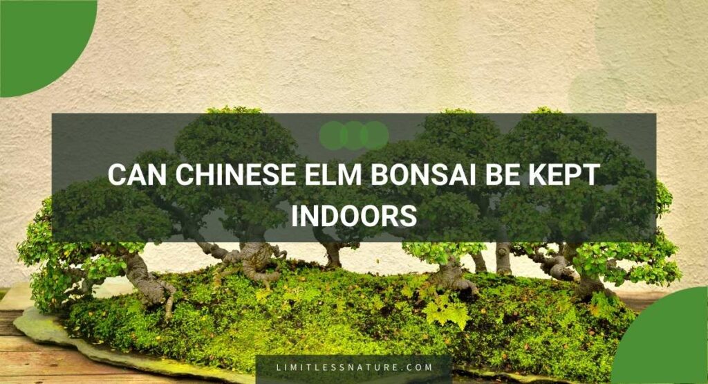 Can Chinese Elm Bonsai Be Kept Indoors