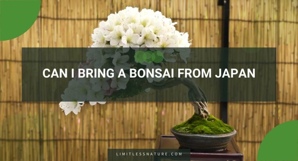 Can I Bring A Bonsai From Japan
