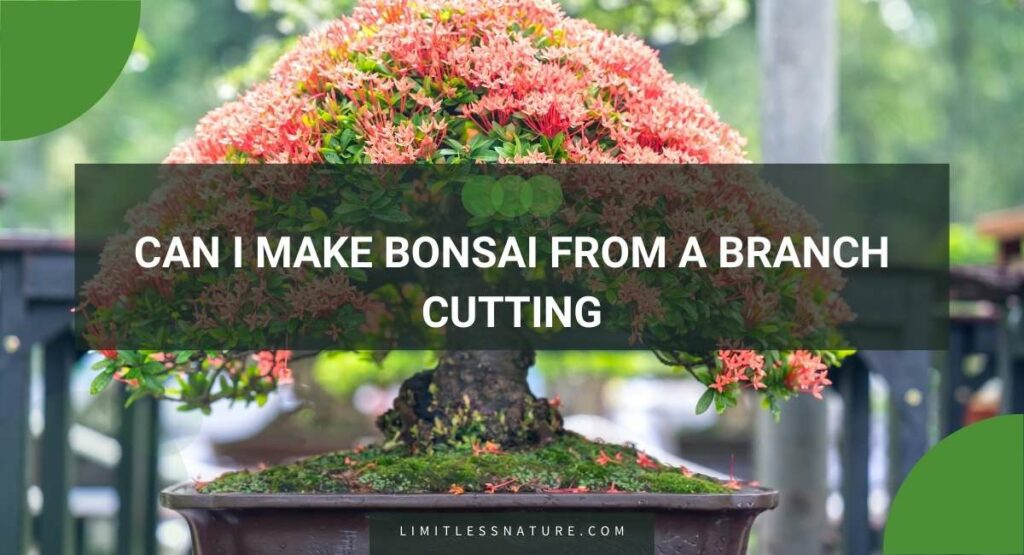 Can I Make Bonsai From A Branch Cutting