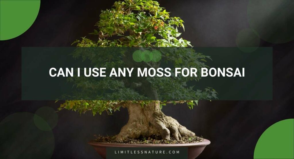Can I Use Any Moss For Bonsai