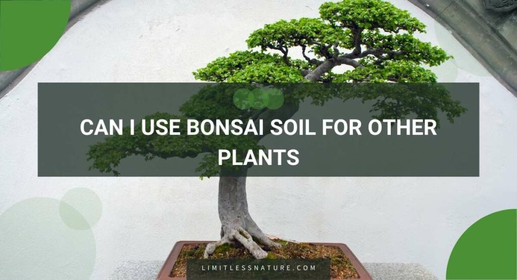 Can I Use Bonsai Soil For Other Plants