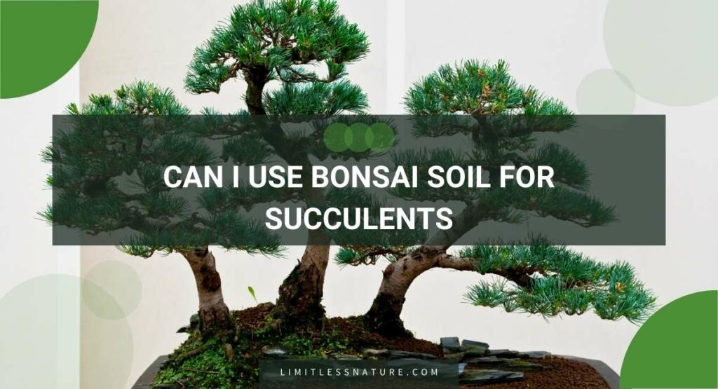 Can I Use Bonsai Soil For Succulents