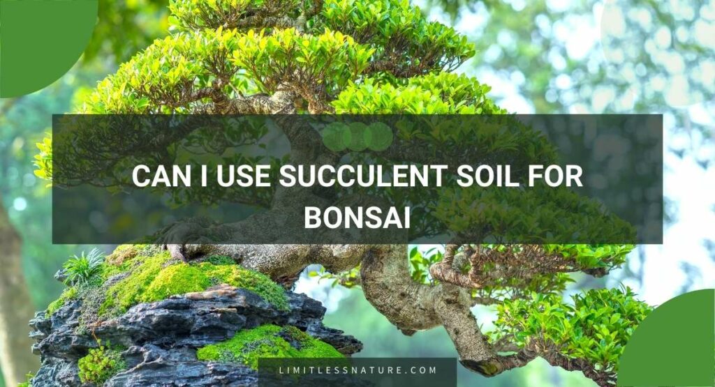 Can I Use Succulent Soil For Bonsai