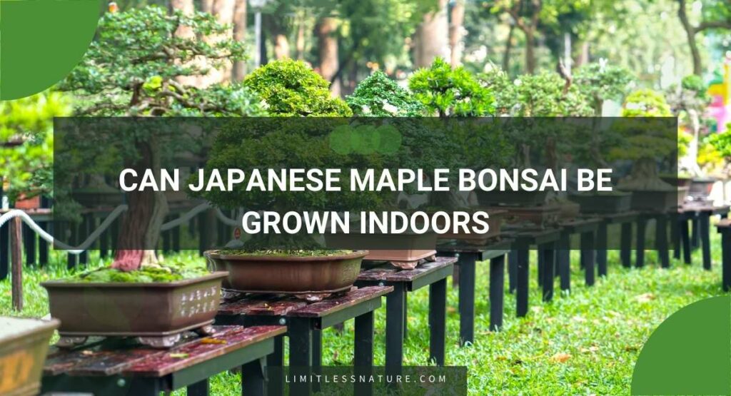 Can Japanese Maple Bonsai Be Grown Indoors