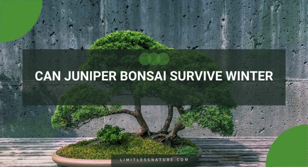 Can Juniper Bonsai Survive Winter