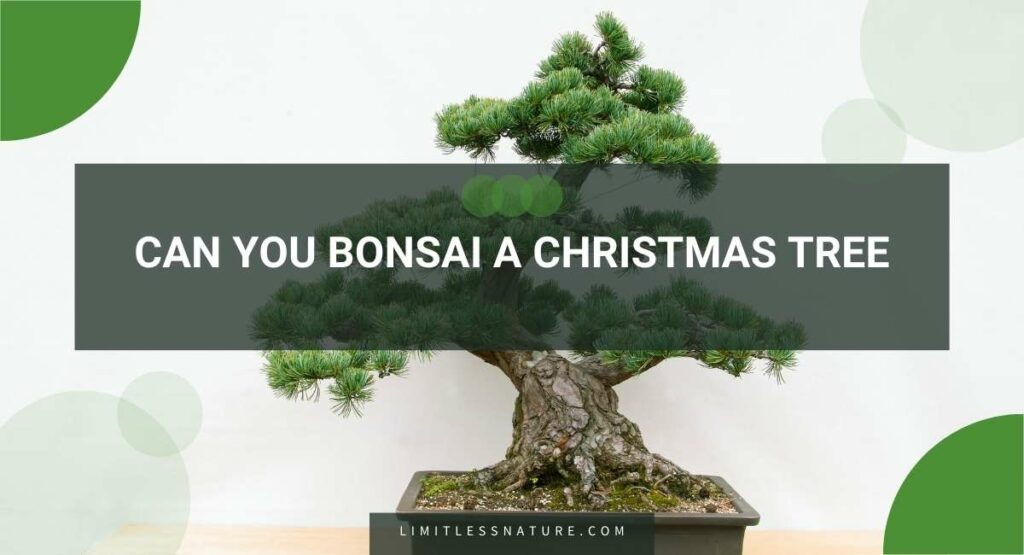 Can You Bonsai A Christmas Tree