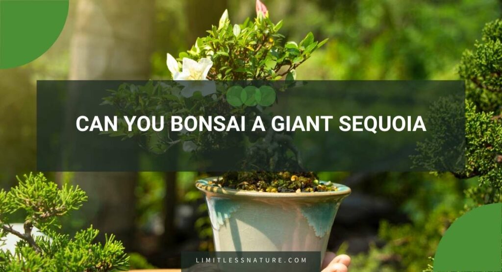 Can You Bonsai A Giant Sequoia