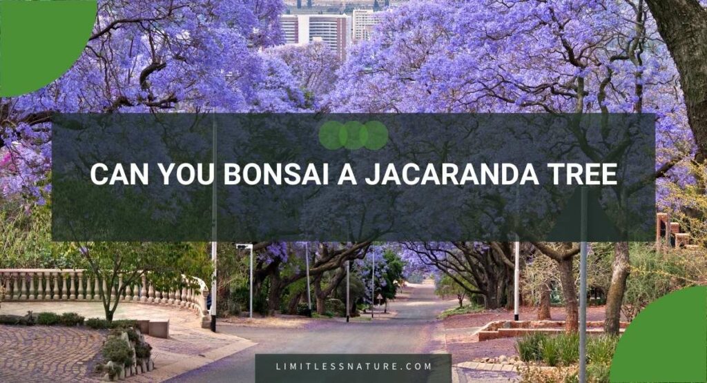 Can You Bonsai A Jacaranda Tree